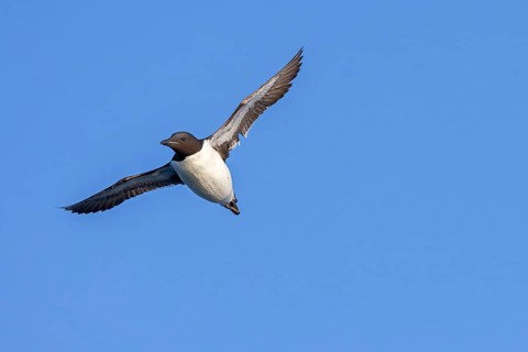 Thick-billed murre, Brünnich's guillemot (Uria lomvia lomvia) flying against blue sky in summer,