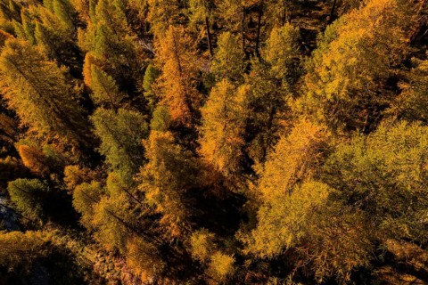 Larch, larch forest, autumn, autumn color, morning light, sunny, aerial view, Lake Sils, Engadin,