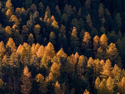 Larch, larch forest, autumn, autumn color, morning light, aerial view, Morteratsch Valley, Engadin,