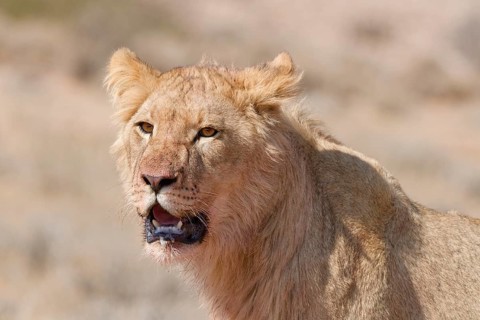 African lion (Panthera leo), young male, looking at camera, head close-up, alert, animal portrait,