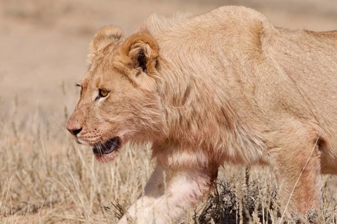 African lion (Panthera leo), young male walking in tall dry grass, Kgalagadi Transfrontier Park,