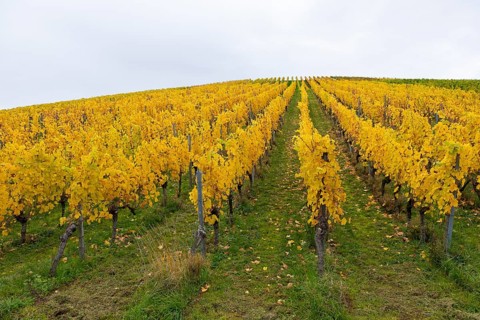 Rows of vines with yellow leaves in autumn. Symmetrical pattern on green ground, near Strümpfelbach
