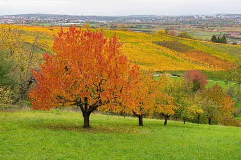 Red cherry trees in the foreground with autumn-colored vineyards in the background, near