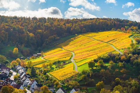 Yellow vineyards in autumnal hills in sunny weather, Strümpfelbach im Remstal, Baden-Württemberg,