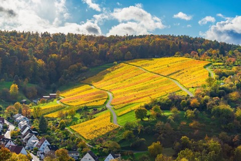 Golden vines on a hilly area in sunny autumn weather, Strümpfelbach im Remstal, Baden-Württemberg,