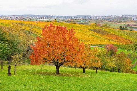 Red cherry trees with red leaves in front of colorful vineyards under lively skies, near