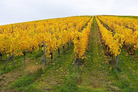 Symmetry in a vineyard with yellow leaves in autumn. Green base, near Strümpfelbach im Remstal,