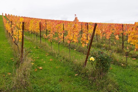 Vineyards with yellow leaves in autumn. Green area with lively atmosphere, yellow rose, near