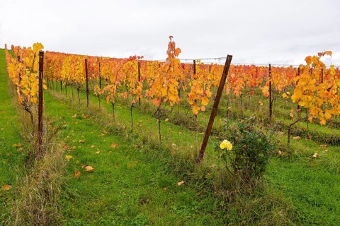 Vineyard in autumn with yellow leaves. Green spaces and lively atmosphere, yellow rose, near