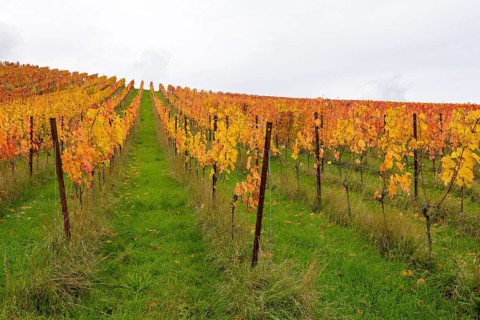 A perspective view of a vineyard with yellow and red leaves in autumn, near Strümpfelbach im