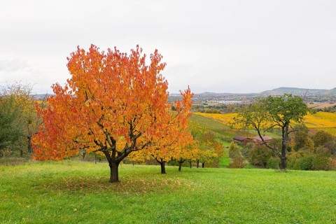 Red cherry trees with orange leaves in a hilly landscape, near Strümpfelbach im Remstal,
