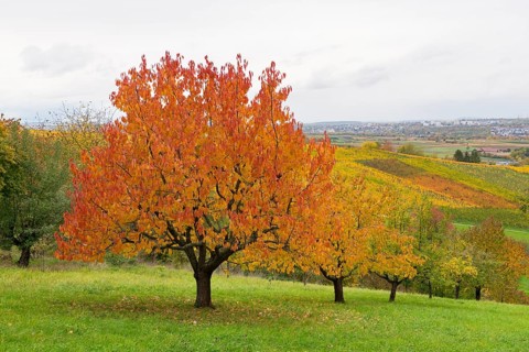 Red cherry trees with bright orange leaves in a hilly landscape, near Strümpfelbach im Remstal,