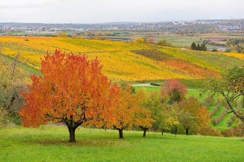Cherry trees with red leaves in an autumn landscape with vineyards in the background, near