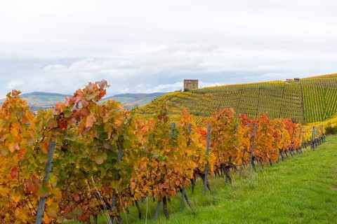 Vineyard in autumn with red and yellow leaves. Hilly landscape in the background, near Stetten im