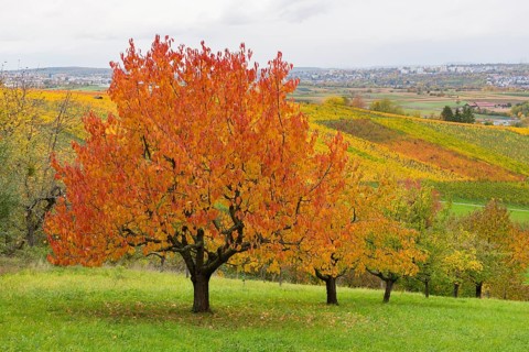 Red cherry trees with autumn-colored foliage in a hilly landscape, near Strümpfelbach im Remstal,