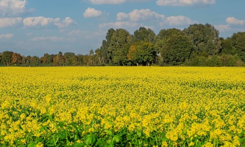 Field with blooming mustard plants, Münsterland, North Rhine-Westphalia, Germany
