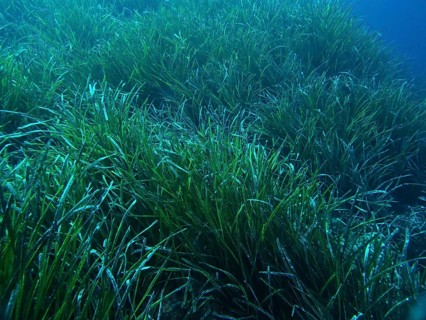 Dense seagrass meadow of Neptune's grass (Posidonia oceanica) under water that covers the seabed in