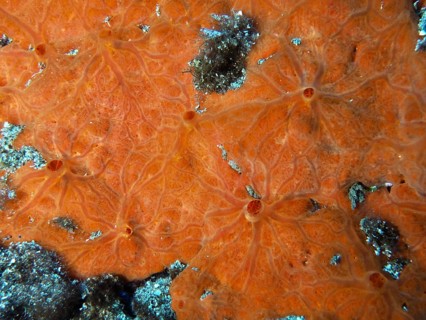 Close-up of red crustal sponge (Crambe crambe) with organic pattern underwater in the Mediterranean
