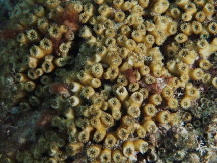 Close-up of lawn coral (Cladocora caespitosa) with detailed patterns on the seabed in the
