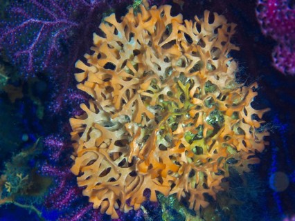 Detailed view of orange spiked sponge (Acanthella acuta) with complex structure in the
