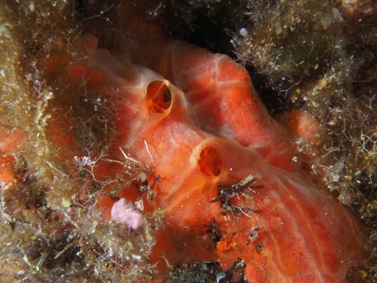 Orange horned sponge (Agelas oroides) with two openings, surrounded by marine growth and plants in