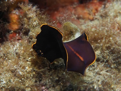 Black yellow-burn flatworm (Prostheceraeus splendidus), swirl worm, with yellow border on