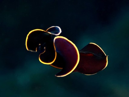 Black yellow-burn flatworm (Prostheceraeus splendidus), swirl worm, with bright yellow border in