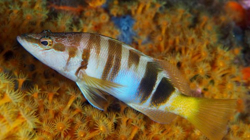 Colourful fish with stripes, bass (Serranus scriba), swimming near a bright yellow reef in the