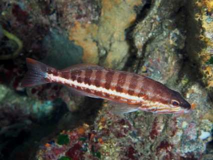 Striped fish, sawbass (Serranus cabrilla), in an underwater environment in the Mediterranean near