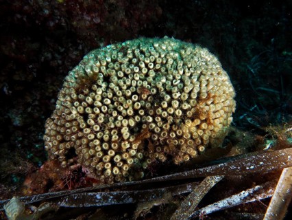 Lawn coral (Cladocora caespitosa) with many openings on the seabed in the Mediterranean near