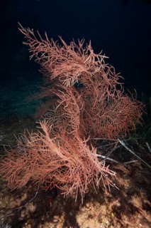 Orange fan coral (Lophogorgia ceratophyta) in a dark, deep stretch of sea in the Mediterranean near