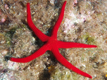 Bright red orange starfish (Hacelia attenuata) at the bottom of a reef in the Mediterranean near
