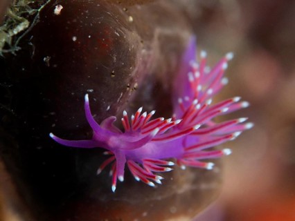 Bright red-purple thread snail (Edmundsella pedata) with tentacles against a dark background in the