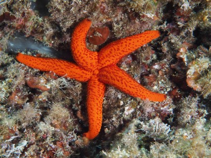 Bright red starfish (Echinaster sepositus) rests on a coral reef on the ocean floor in the