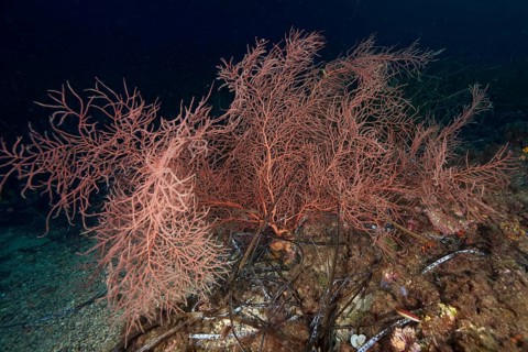 Orange fan coral (Lophogorgia ceratophyta) on the seabed, surrounded by dark underwater atmosphere