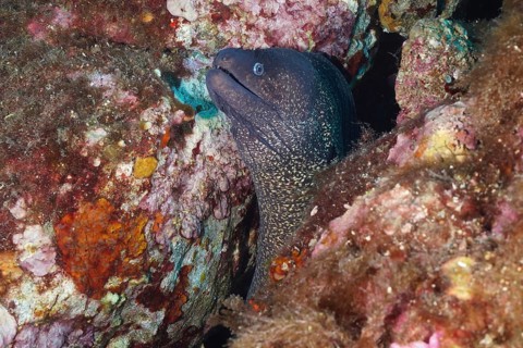 Mediterranean moray eel (Muraena helena) looks out of colorful rock outcrop in the sea, in the