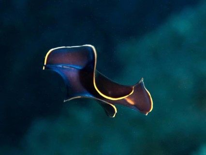 Mysterious black yelburn flatworm (Prostheceraeus splendidus), swirl worm, with simple yellow edges
