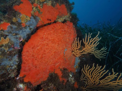 Large orange upholstery sponge (Reniera fulva) on sea wall, lined with corals and seagrass in the