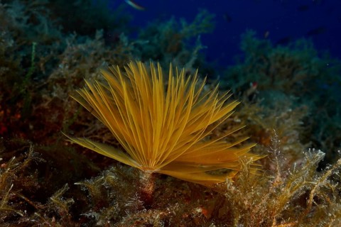 Yellow screw sabelle (Sabella spallanzanii), Sabelle, grows among algae under water in the