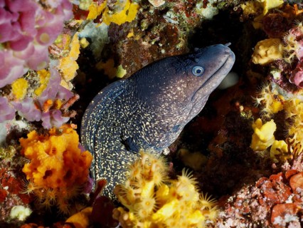 A Mediterranean moray (Muraena helena) is hidden in a colorful underwater landscape with