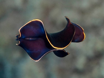 Curved black yelburn flatworm (Prostheceraeus splendidus), swirl worm, with bright yellow