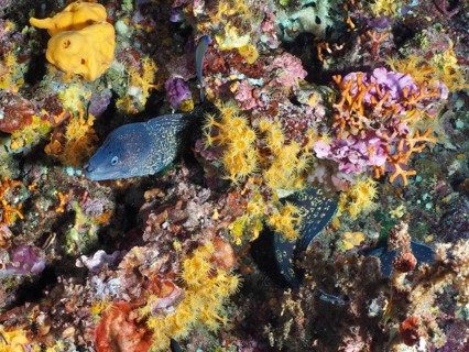 A Mediterranean moray eel (Muraena helena) moves through a rich coral reef with orange-yellow