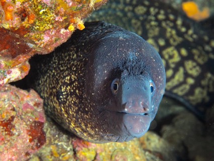 Close-up of a Mediterranean moray (Muraena helena) looking out of a rocky outcrop, in the