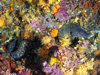 Mediterranean moray eel (Muraena helena) snakes through glowing corals surrounded by yellow and