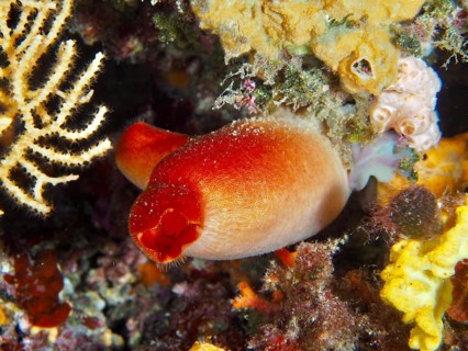 Red sea silk (Halocynthia papillosa) surrounded by corals and colorful underwater vegetation in the