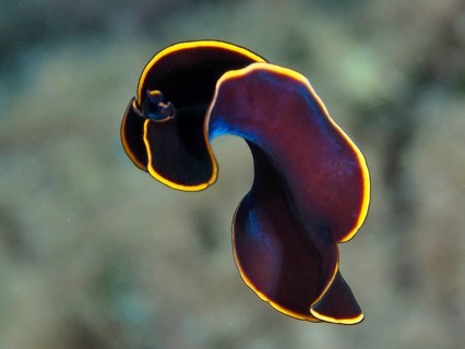 Elegant black yelburn flatworm (Prostheceraeus splendidus), swirl worm, with black body and bright