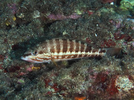 Striped fish, sawbass (Serranus cabrilla), among algae on the seabed in the Mediterranean near