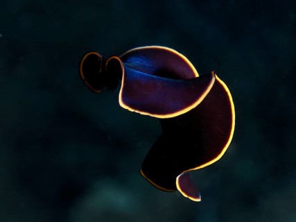 Black yellow-burn flatworm (Prostheceraeus splendidus), swirl worm, with curved body and yellow