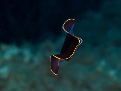 Black yellow-burn flatworm (Prostheceraeus splendidus), swirl worm, with yellow-bordered contours