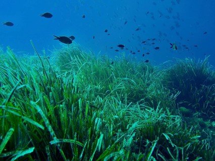 Dense seagrass meadow of Neptune grass (Posidonia oceanica) under water with small fish in the